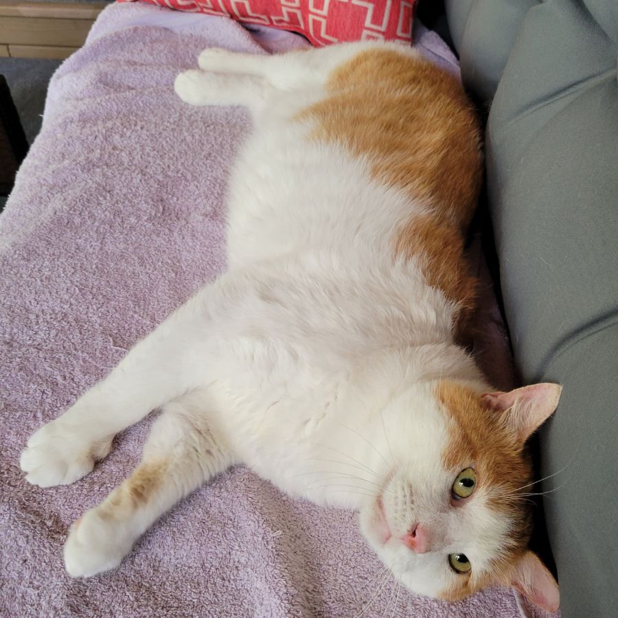 Cute Cuddly Orange Tabby Cat For Adoption in Memphis Tennessee – Supplies Included – Adopt Ballito