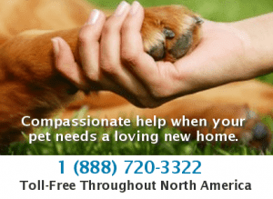Private Pet Adoption and Rehoming Services USA and Canada