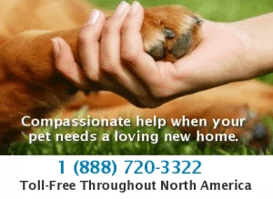 Private Pet Adoption and Rehoming Services USA and Canada
