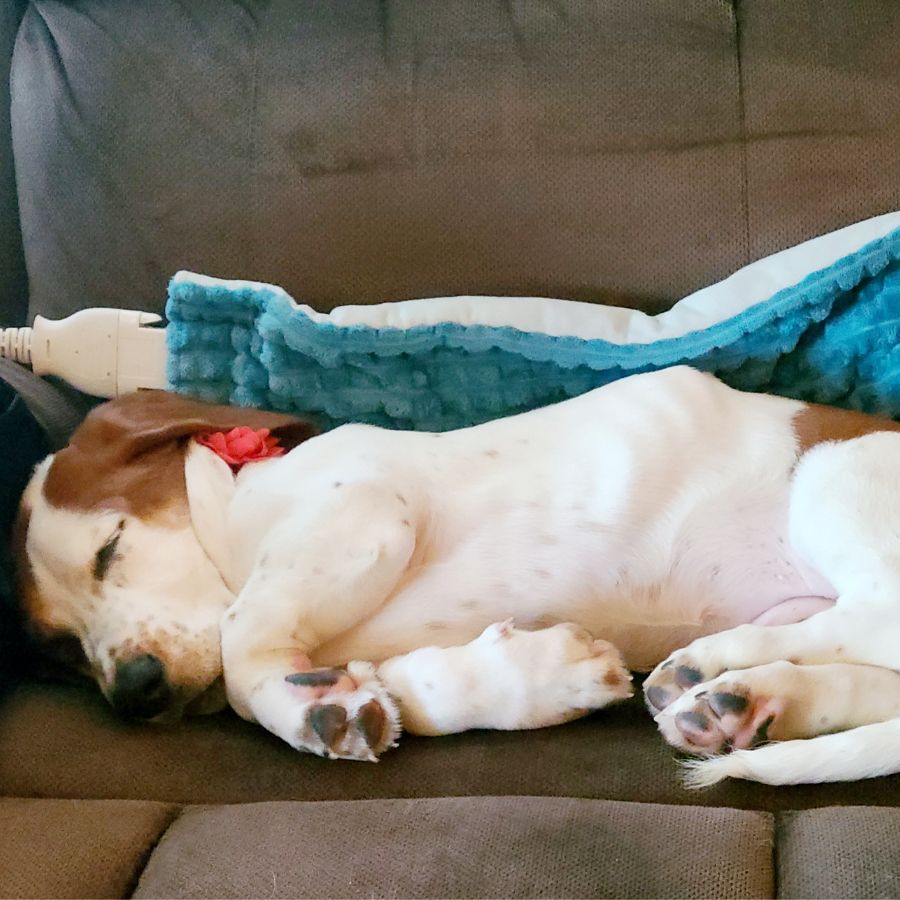 Basset Hound Puppy Adoption San Antonio TX