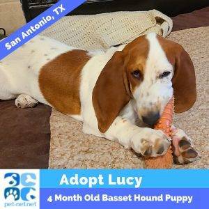 Adorable basset hound puppy for adoption in san antonio tx – adopt lucy