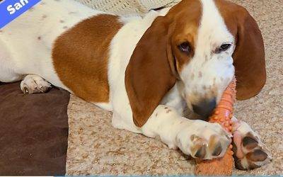 Adorable Basset Hound Puppy for Adoption in San Antonio TX – Adopt Lucy