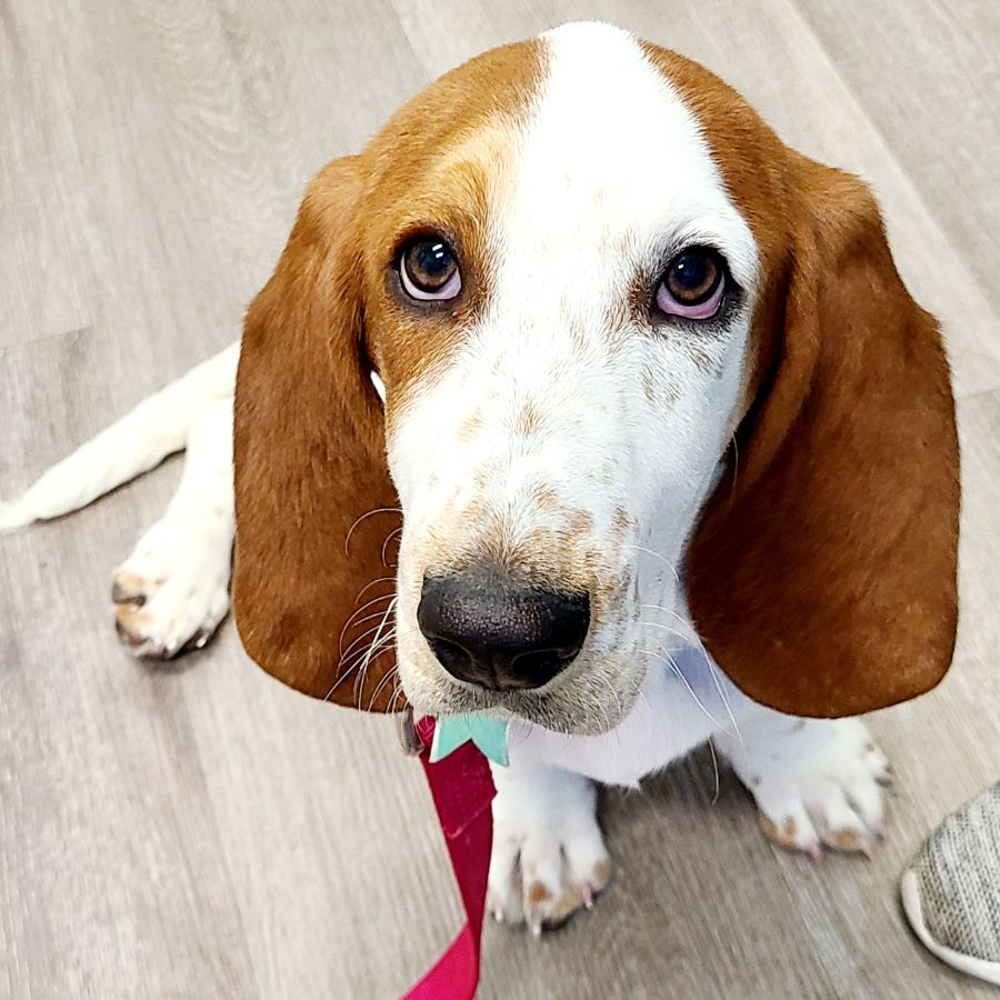 Basset hound puppy adoption san antonio tx