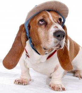 Basset Hound Rehoming