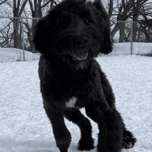 Sweet border doodle for adoption in edmonton ab - supplies included - adopt baxter