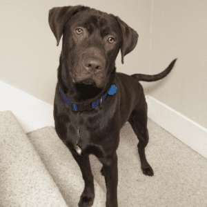 Handsome Chocolate Labrador Retriever mix puppy For Adoption in Kansas City MO - Supplies Included - Adopt Bean