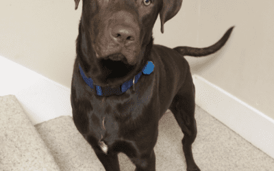 Handsome Chocolate Labrador Retriever Mix Puppy For Adoption in Kansas City MO – Supplies Included – Adopt Bean