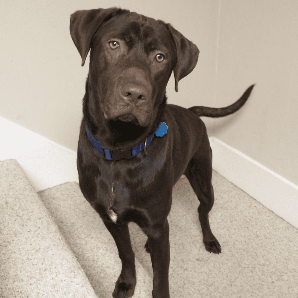 Handsome Labrador Mix For Adoption in Kansas City MO - Supplies Included - Adopt Bean