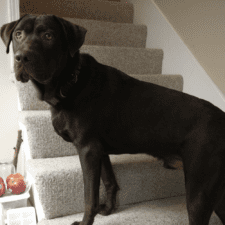 Handsome Labrador Mix For Adoption In Kansas City MO - Supplies Included - Adopt Bean