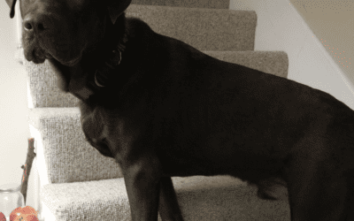 Handsome Chocolate Labrador Retriever Mix Puppy For Adoption in Kansas City MO – Supplies Included – Adopt Bean