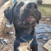 Border Collie Labrador Retriever (Borador) Mix For Adoption In Edmonton AB