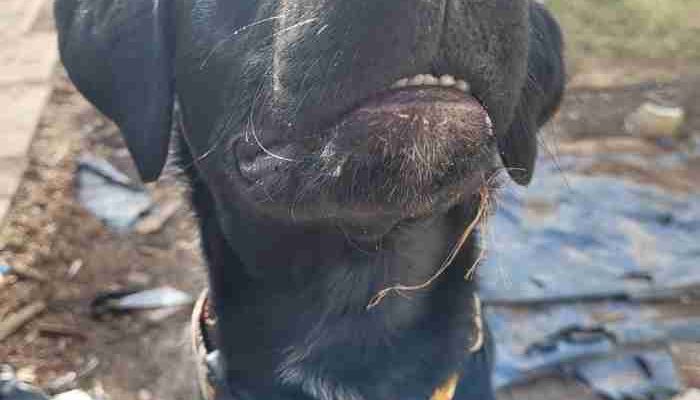 Border Collie Labrador Retriever (Borador) Mix For Adoption in Edmonton AB