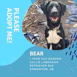 Border Collie Labrador Retriever Mix for Adoption Edmonton AB Adopt Bear