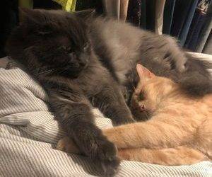 Bonded nebelung and orange tabby cats for adoption in toronto ontario – supplies included – adopt bear and ginj