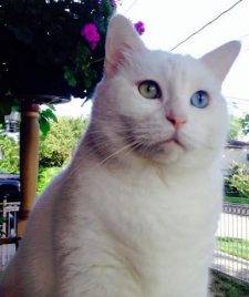 beautiful odd eyed cat for adoption in Houston