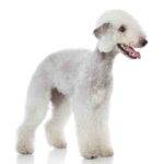 Bedlington terrier image