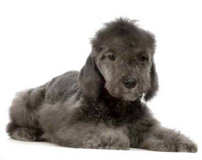 Bedlington terrier dog photo