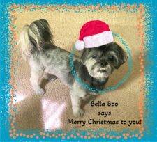 Shih Tzu Dog For Adoption In Phoenix, Arizona – Supplies Included – Adopt Bella