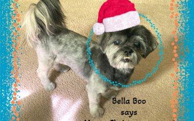 Shih tzu dog for adoption in phoenix, arizona – supplies included – adopt bella