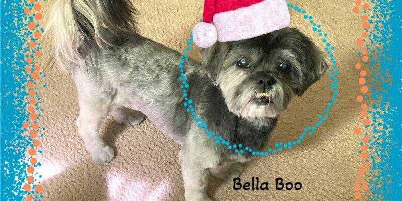 Shih Tzu Dog for Adoption in Phoenix, Arizona – Supplies Included – Adopt Bella