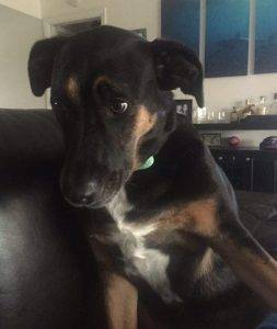 bella - German Shepherd Rottweiler Dog Fro Adoption Miami 2