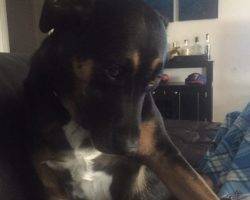 Bella - German Shepherd Rottweiler Dog Fro Adoption Miami 2