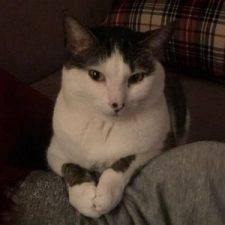 Bicolor Cat Adoption Houston TX Adopt Bella