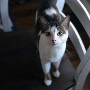 Bicolor cat adoption houston tx adopt bella