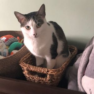 Bicolor cat adoption houston tx adopt bella