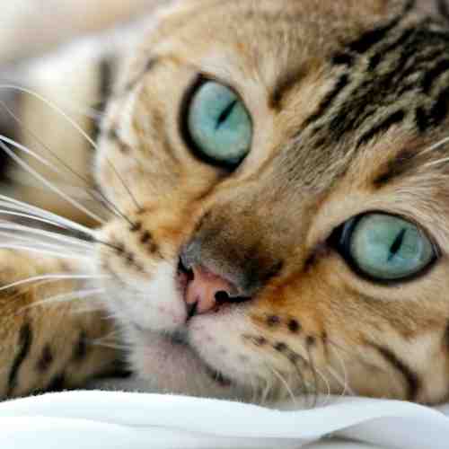 Hypoallergenic cats for adoption - bengal cat