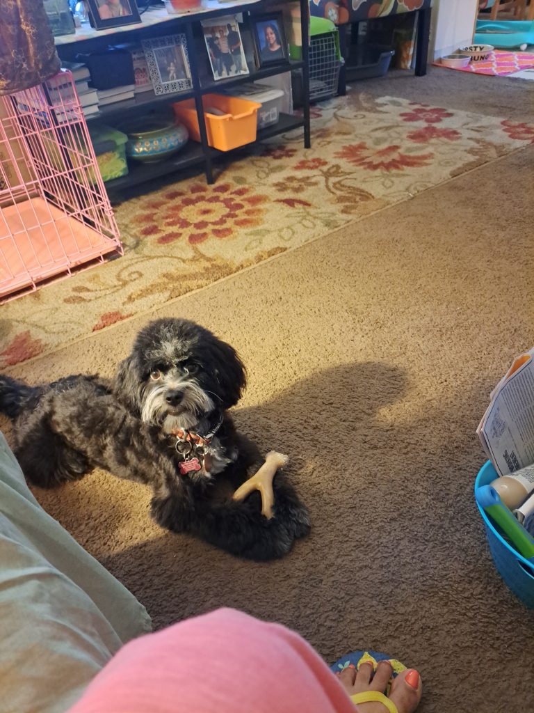 dog for adoption in sacramento Photo a cute piebald maltipoo for adoption in sacramento ca, Bentley is shown holding a toy in her front paws