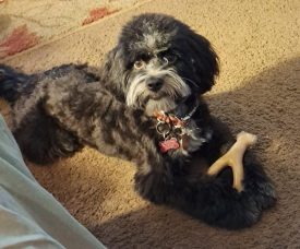 A Cute Piebald Maltipoo For Adoption In Sacramento Ca, Bentley Is Shown Holding A Toy In Her Front Paws
