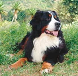 Bernese mountain dog photo