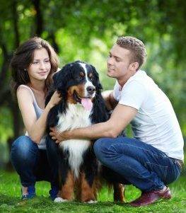 Bernese mountain dog and couple