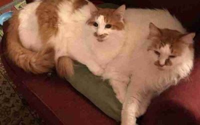 Bonded orange tabby and white turkish angora mix cats for adoption in florence nj – supplies included – adopt bert and ernie