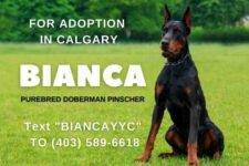 Doberman Pinscher Adoption Calgary AB