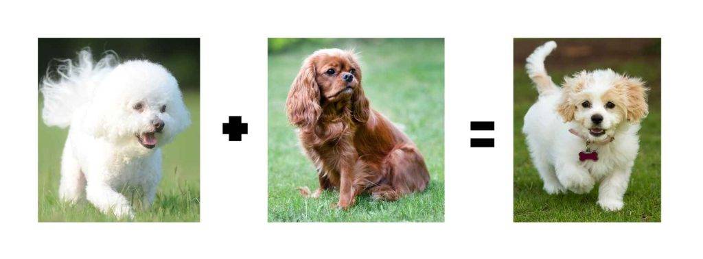 Bichon and cavalier equals cavachon