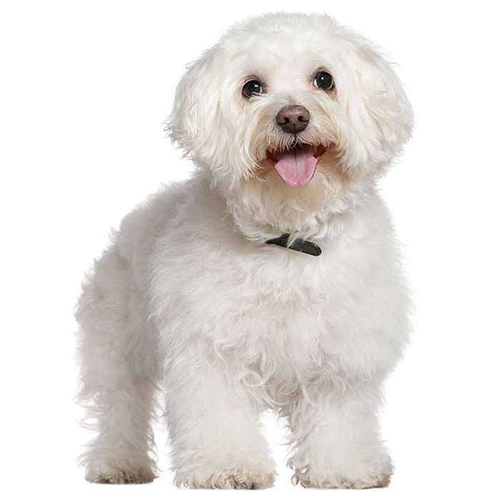 Bichon frise dog for adoption