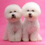 Bichon Frise Rehoming and Adoption