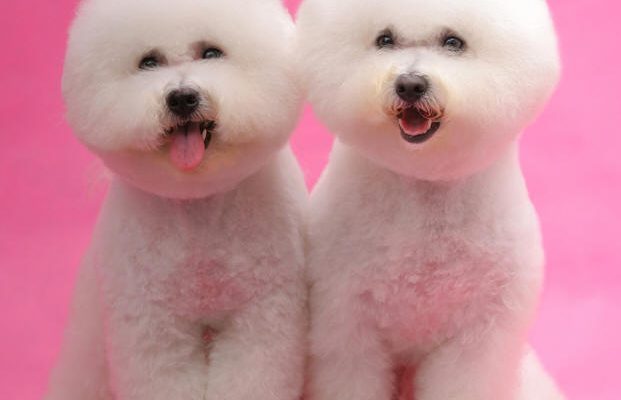 Bichon Frise Rehoming and Adoption