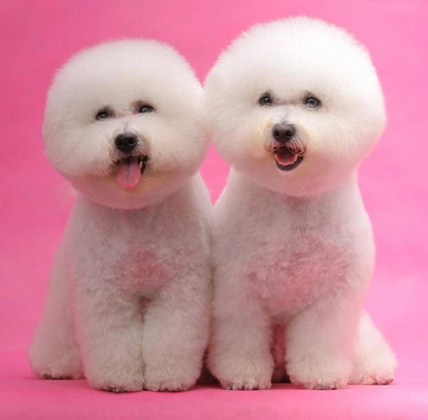 Bichon Frise Rehoming and Adoption