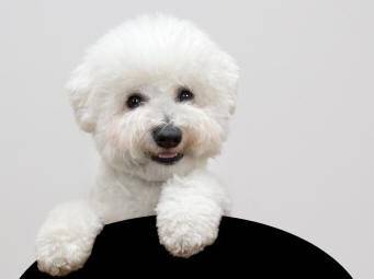 bichon frise dog breed information guide