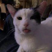 Bicolor Cat Adoption Peoria AZ Adopt Gabriel 1
