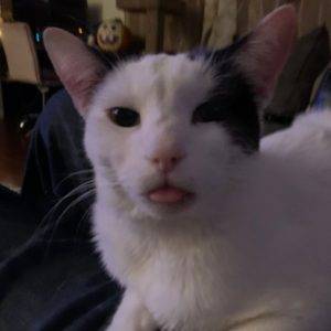 Black and white cat for adoption in peoria az – adopt glorious gabriel