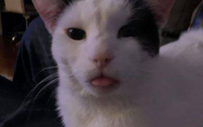 Black and White Cat for Adoption in Peoria AZ – Adopt Glorious Gabriel