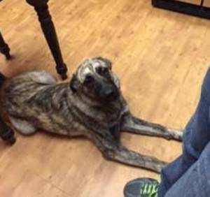 Irish wolfhound german shepherd puppy for adoption near austin texas