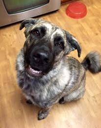 irish wolfhound german shepherd puppy for adoption near austin texas