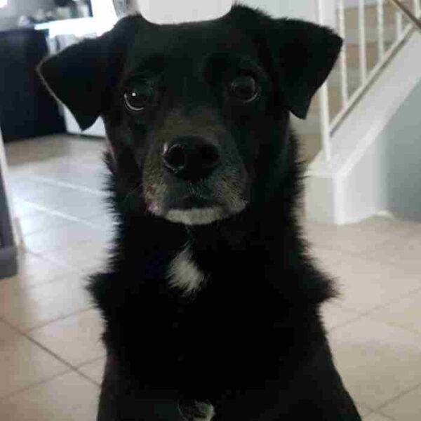 Pretty Pomeranian Border Collie Mix Dog For Adoption in Edmonton AB