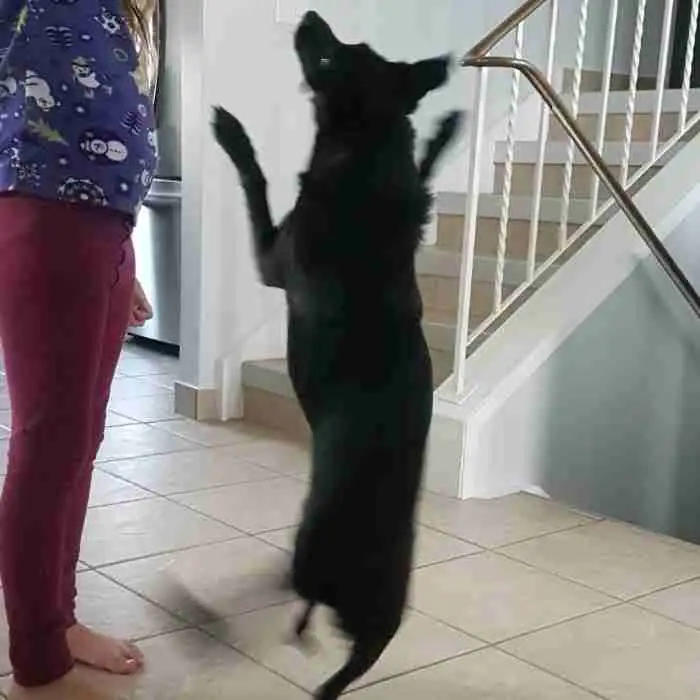 Spitz Mix Adoption Edmonton AB Adopt Birdie