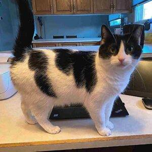 Black white tuxedo cat for adoption in edmonton ab 3 (3)
